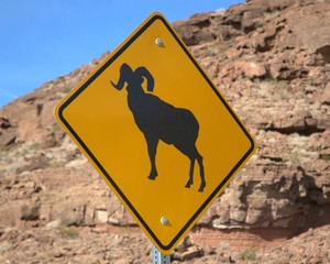 big horn sheep