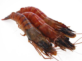 gekochte schiffs kiel garnele