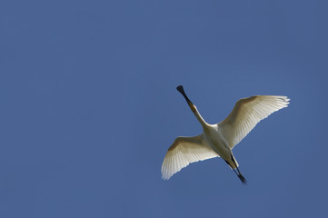 spatule  white spoonbill