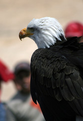 aigle