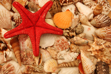 shells