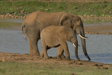 elephants by the water-lock