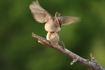 sparrows mating 1