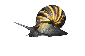 garden  snail
