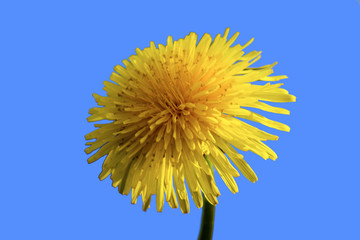 dandelion on the sky