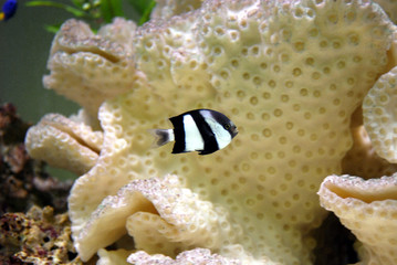 aquarium fish