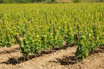 Fototapeta na wymiar vigna in chianti