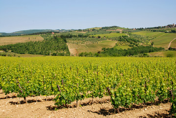 Fototapeta na wymiar winnic w Chianti