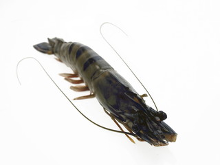 rohe schiffs kiel garnele