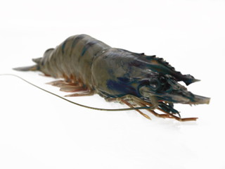 rohe schiffs kiel garnele