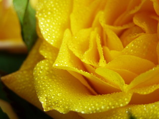 p&eacute;tale de rose