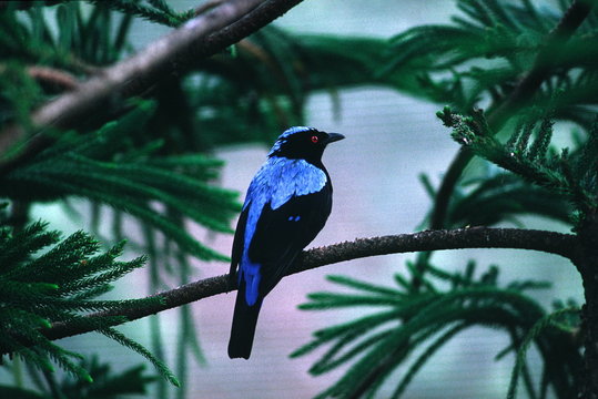 Bird From Hong Kong