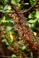 forest fruits