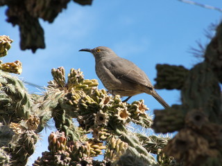 curved-bill thrasher