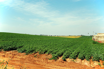 green field