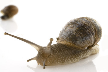 slow snail