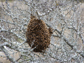 swarm of honey bees