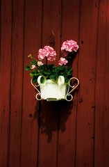 balkonblumen | balcony flowers