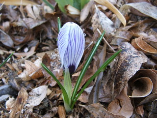 striped crocus bloom
