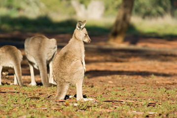 shunned kangaroo