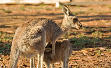 Naklejka na ściany i meble mother kangaroo and joey