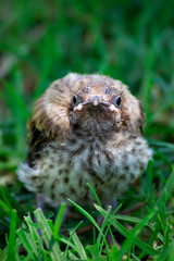 bird fallen from nest