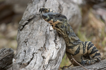 goanna taking a break