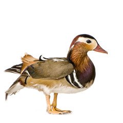 canard mandarin