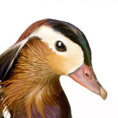 canard mandarin