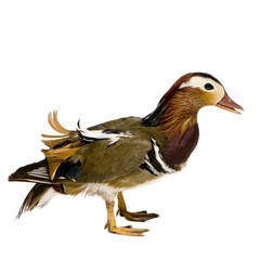 canard mandarin