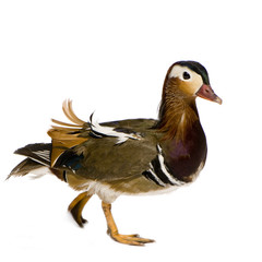 canard mandarin