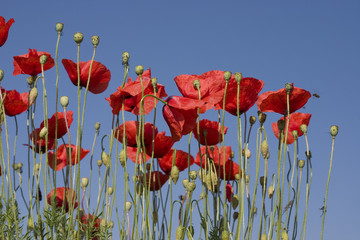 Obraz premium papaveri 03