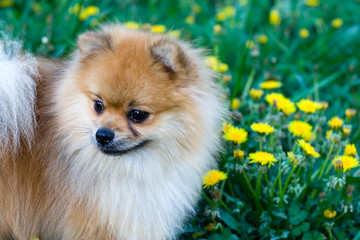 spitz dog