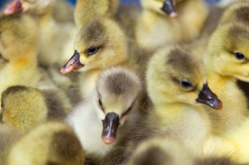 goose