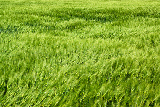 wind fegt durchs weizenfeld
