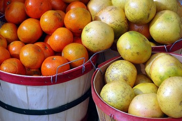oranges and grapefruit for sale