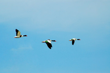 drei brandenten im flug