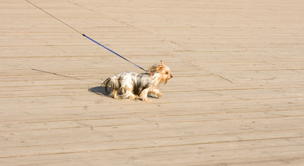 yorkishire terrier yorkie on a leash walking