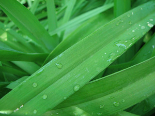 a grass with dew