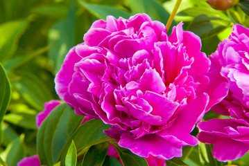 pink peony