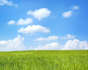 barley field over beautiful blue sky