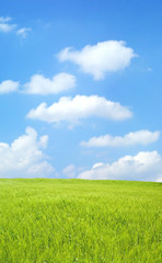 barley field over beautiful blue sky