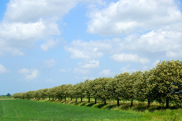 Obraz premium baumallee