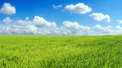 Poster de jardin Campagne champ de blé sur beau ciel bleu
