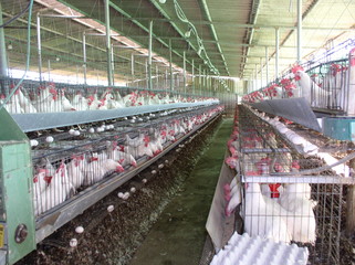 élevage batteries poules