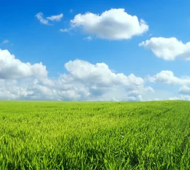 Crédence de cuisine en verre imprimé Campagne wheat field over beautiful blue sky