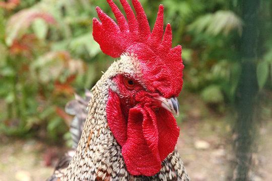 coq agressif