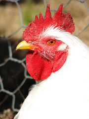 gallo