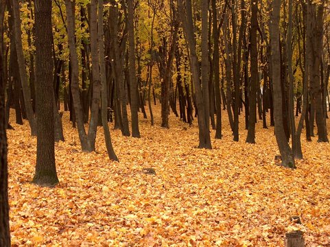 Fototapeta autumn