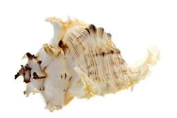 spiral shell on white
